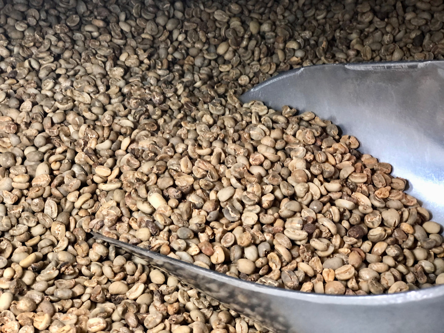 *Green* Beans: Sumatra Royal Badger (gr 1) - TP