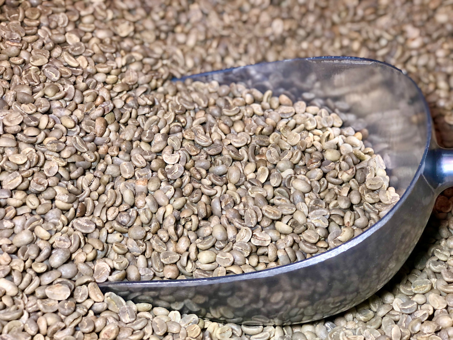 1lb *Green* Beans: Colombia Excelso - EP